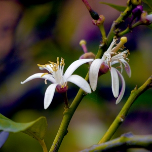 Fleurs blanches sur une branche - France  - collection de photos clin d'oeil, catégorie plantes